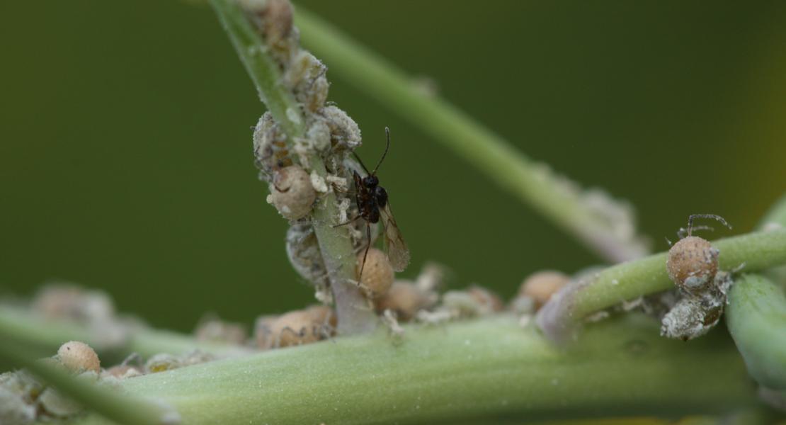 Aphid parasitoid interactions